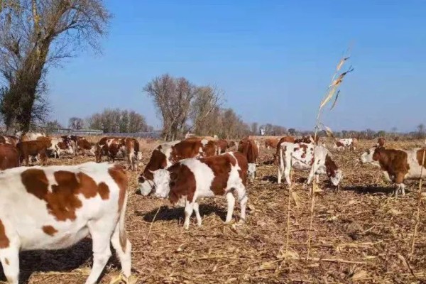 养牛的方法,要确保饲料充足