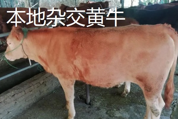 养牛的方法,要确保饲料充足