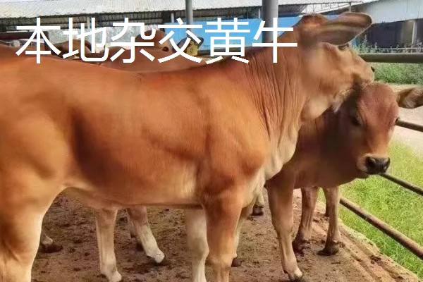 养牛的方法,要确保饲料充足