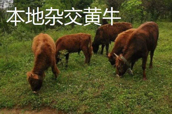 养牛的方法,要确保饲料充足