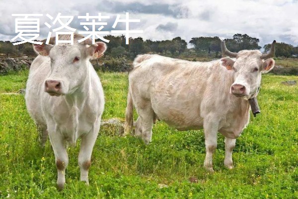 养牛的方法,要确保饲料充足