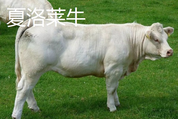 养牛的方法,要确保饲料充足