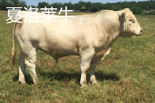 养牛的方法,要确保饲料充足