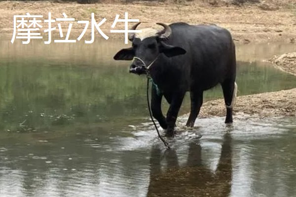 养牛的方法,要确保饲料充足