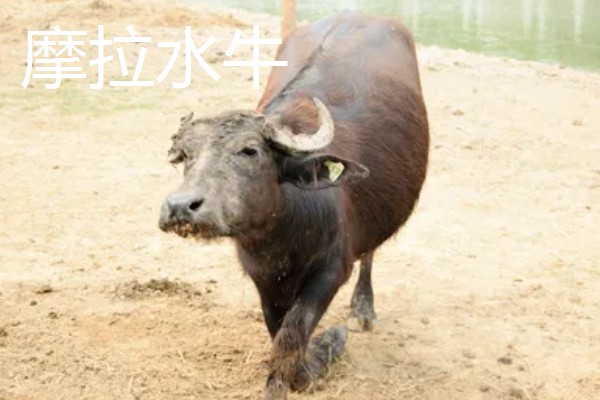 养牛的方法,要确保饲料充足