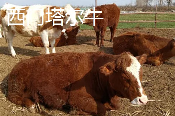 养牛的方法,要确保饲料充足