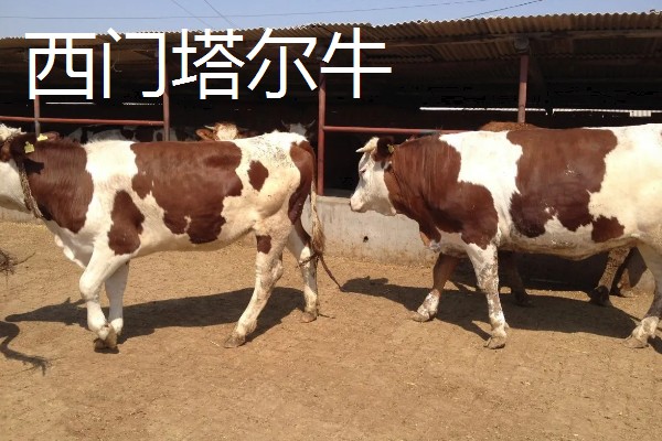 养牛的方法,要确保饲料充足