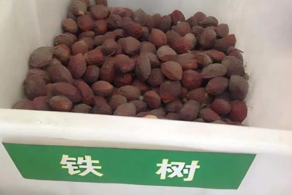 铁树的繁殖方法,可播种、扦插等