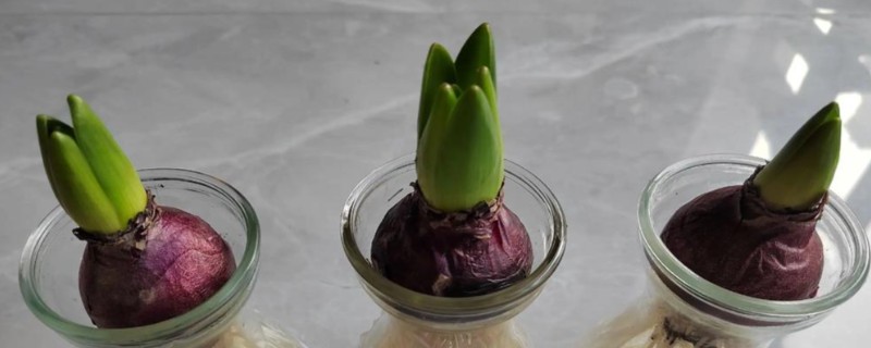 风信子种球如何保存，用杀菌剂清洗种球再保存