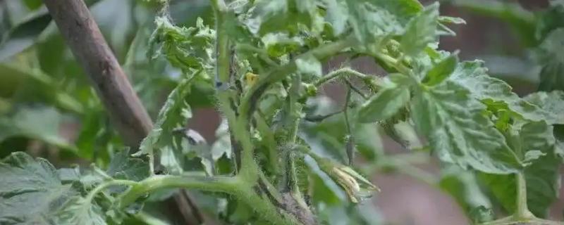 番茄斑萎病毒病的防治技术，只能通过防治刺吸式害虫预防
