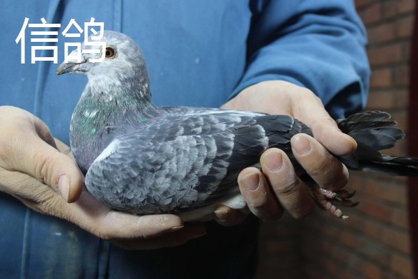 肉鸽和信鸽有什么区别,信鸽一般会带上脚环