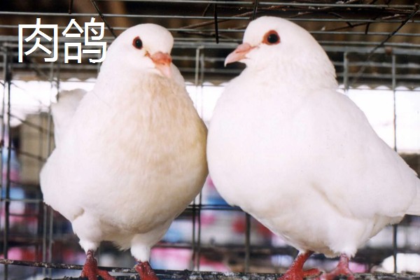 肉鸽和信鸽有什么区别,信鸽一般会带上脚环