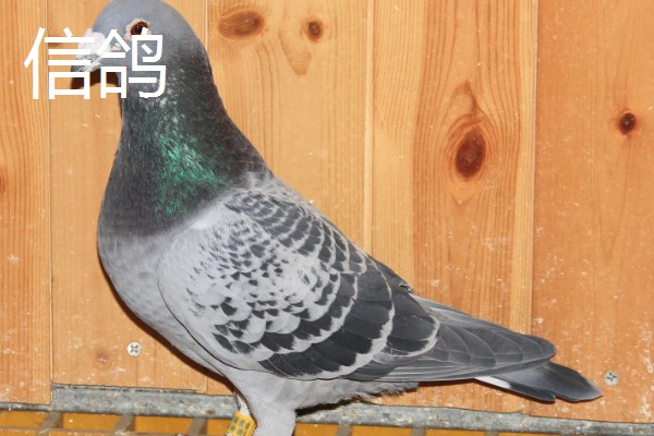 肉鸽和信鸽有什么区别,信鸽一般会带上脚环