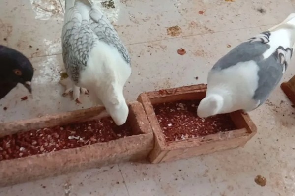 肉鸽和信鸽有什么区别,信鸽一般会带上脚环