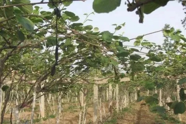 猕猴桃的生长条件有哪些，适合种植的气温在11-17℃