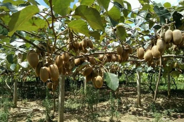 猕猴桃的生长条件有哪些，适合种植的气温在11-17℃