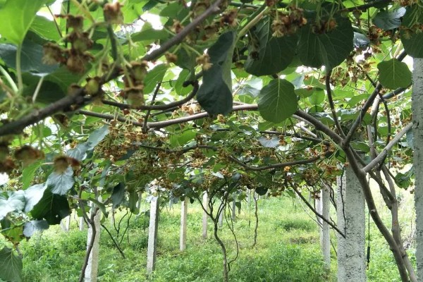 猕猴桃的生长条件有哪些，适合种植的气温在11-17℃