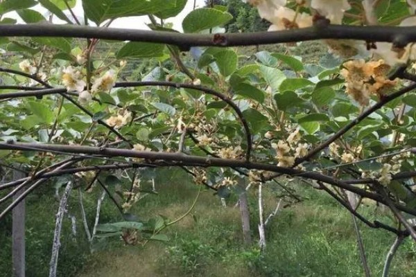 猕猴桃的生长条件有哪些，适合种植的气温在11-17℃