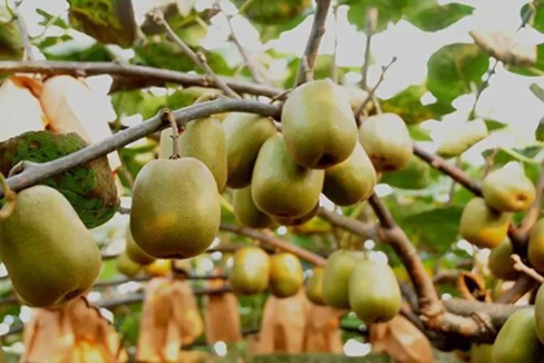 猕猴桃的生长条件有哪些，适合种植的气温在11-17℃