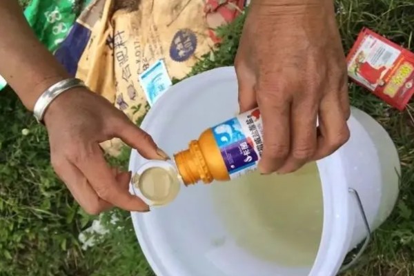 怎么配水培营养液,可以稀释化肥获得