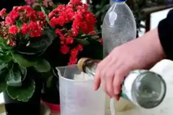 怎么配水培营养液,可以稀释化肥获得