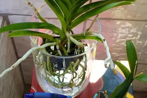 怎么配水培营养液,可以稀释化肥获得