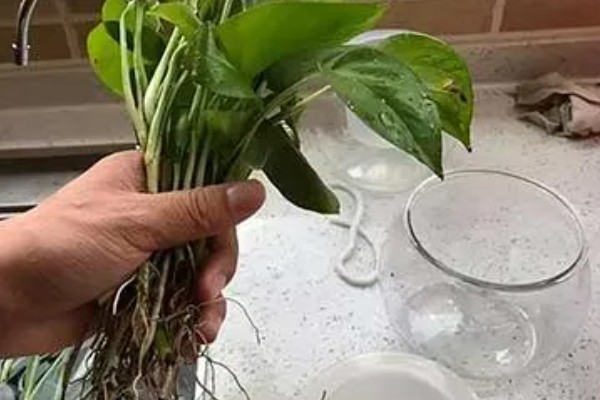 怎么配水培营养液,可以稀释化肥获得