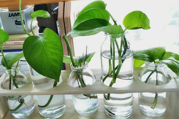 怎么配水培营养液,可以稀释化肥获得