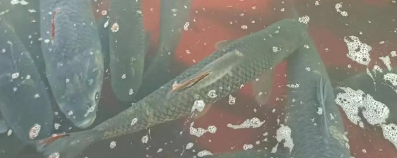 北方能养青鱼吗，北方是可以养青鱼的