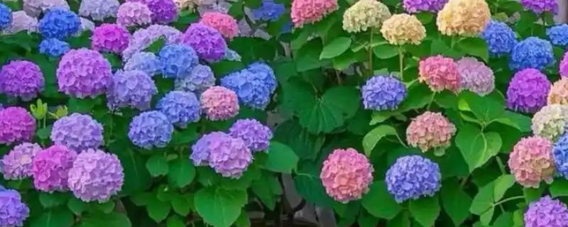 绣球花在几月份开花，6-8月份开花