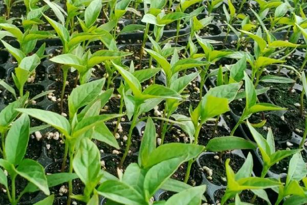 秋葵怎么施肥,出苗3天后亩施尿素100公斤左右