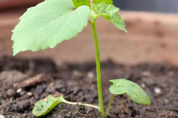 秋葵怎么施肥,出苗3天后亩施尿素100公斤左右