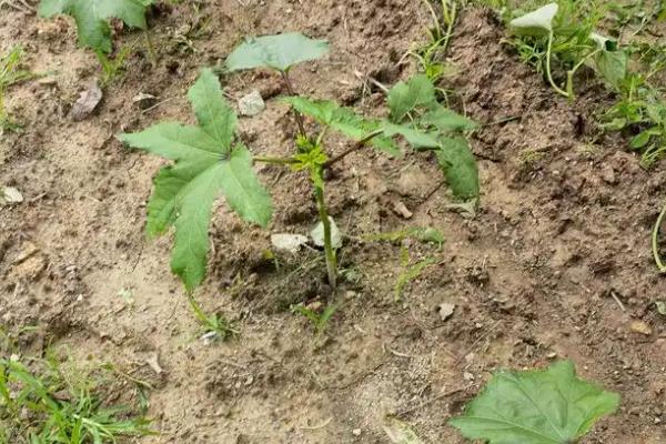 秋葵怎么施肥,出苗3天后亩施尿素100公斤左右