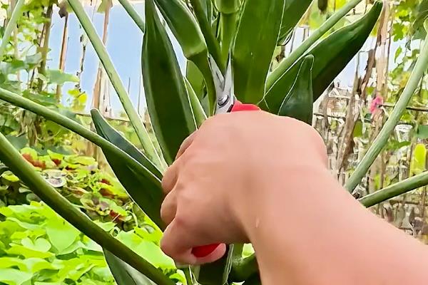 秋葵怎么施肥,出苗3天后亩施尿素100公斤左右