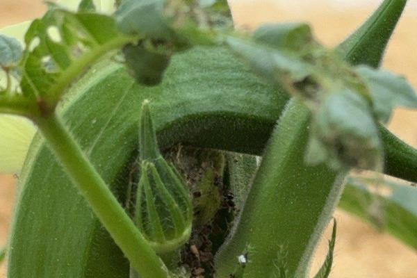 秋葵怎么施肥,出苗3天后亩施尿素100公斤左右