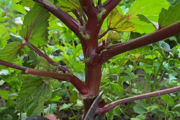 秋葵怎么施肥,出苗3天后亩施尿素100公斤左右