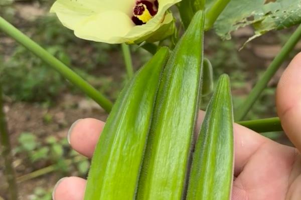 秋葵怎么施肥,出苗3天后亩施尿素100公斤左右