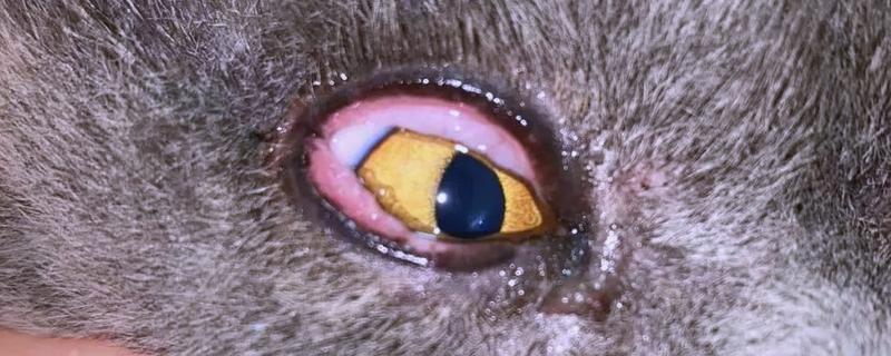 猫咪结膜炎的原因，可能是结膜受到意外伤害所致