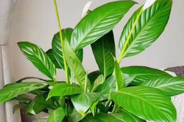 一帆风顺叶子下垂怎么办,受到强光照射要放在阴暗通风处暂养