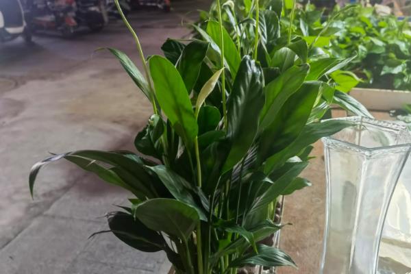 一帆风顺叶子下垂怎么办,受到强光照射要放在阴暗通风处暂养