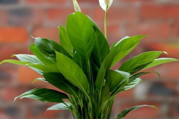 一帆风顺叶子下垂怎么办,受到强光照射要放在阴暗通风处暂养