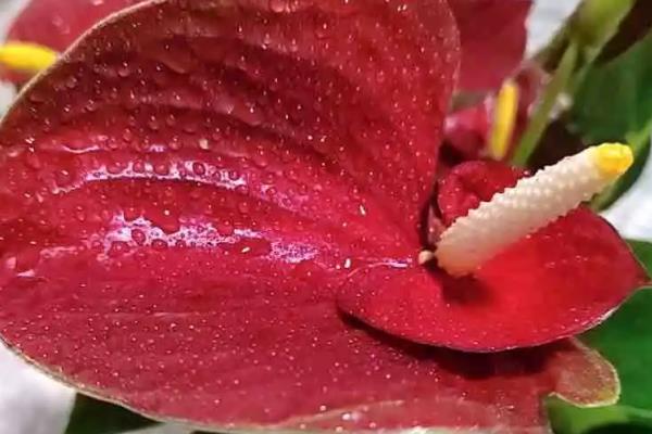 一帆风顺叶子下垂怎么办,受到强光照射要放在阴暗通风处暂养