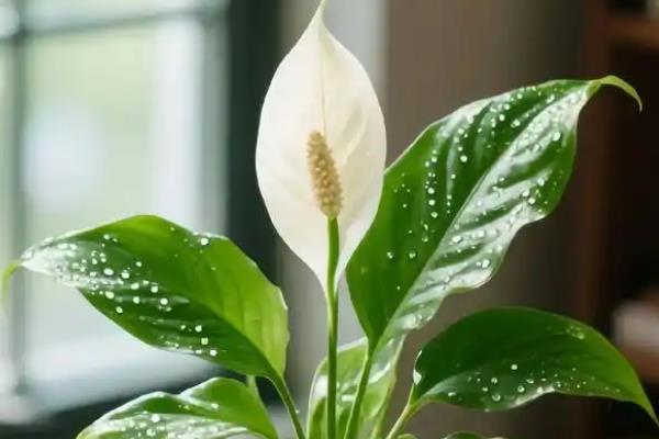 一帆风顺叶子下垂怎么办,受到强光照射要放在阴暗通风处暂养