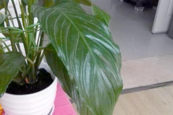 一帆风顺叶子下垂怎么办,受到强光照射要放在阴暗通风处暂养