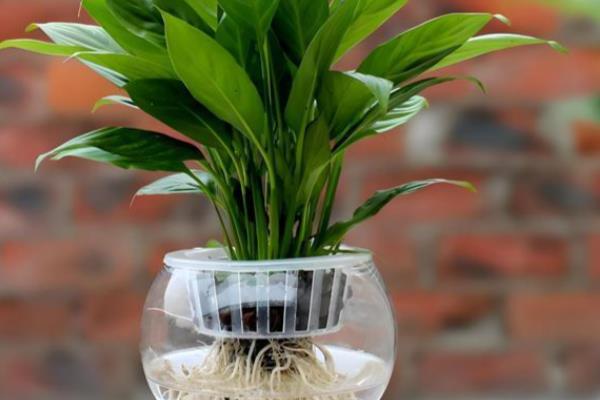 一帆风顺叶子下垂怎么办,受到强光照射要放在阴暗通风处暂养