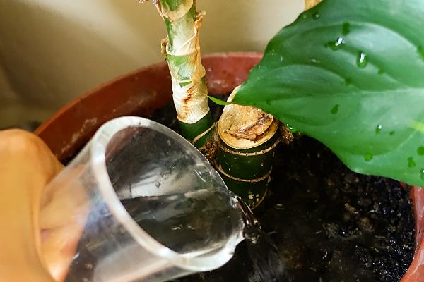 一帆风顺叶子下垂怎么办,受到强光照射要放在阴暗通风处暂养