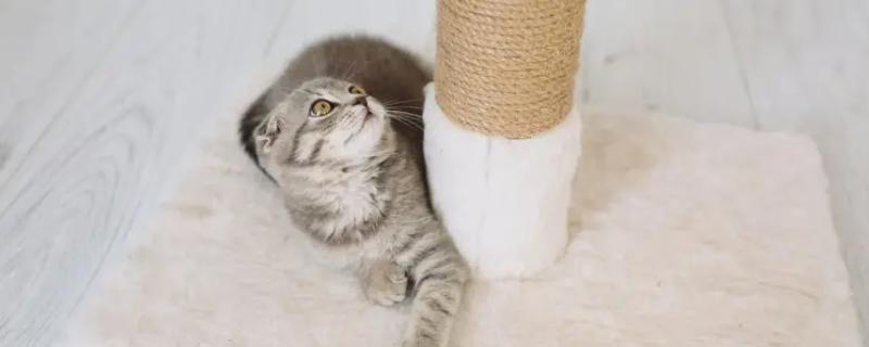 新猫到家怎么防止应激，尽可能对猫咪保持温和