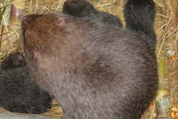 判断竹鼠是否怀孕的方法，母鼠食欲增加、腹部增大就表示怀孕