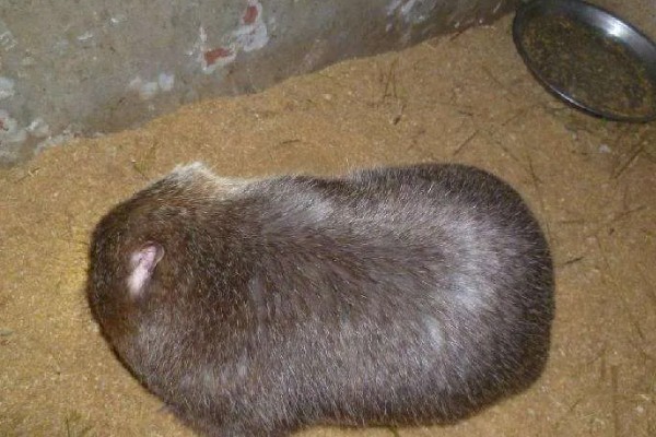 判断竹鼠是否怀孕的方法，母鼠食欲增加、腹部增大就表示怀孕