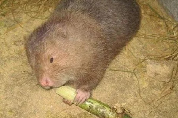 判断竹鼠是否怀孕的方法，母鼠食欲增加、腹部增大就表示怀孕